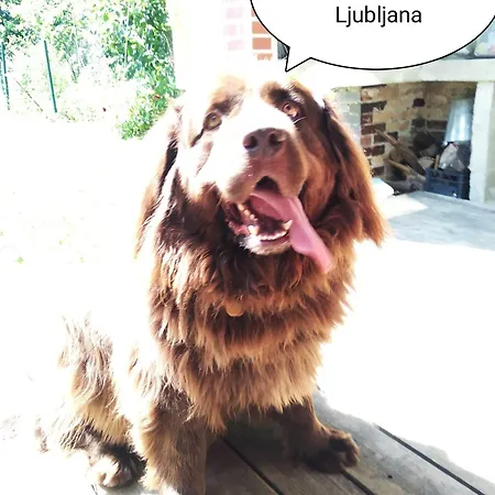 Konukevi Tree House Ramona & Fairytale Wooden House By Ljubljana Grosuplje